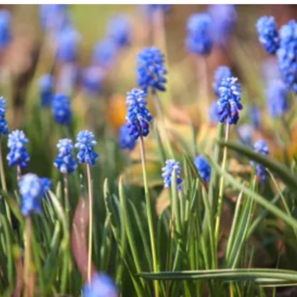Grape Hyacinth 💜💜50 for $15 - Picture 3 of 4
